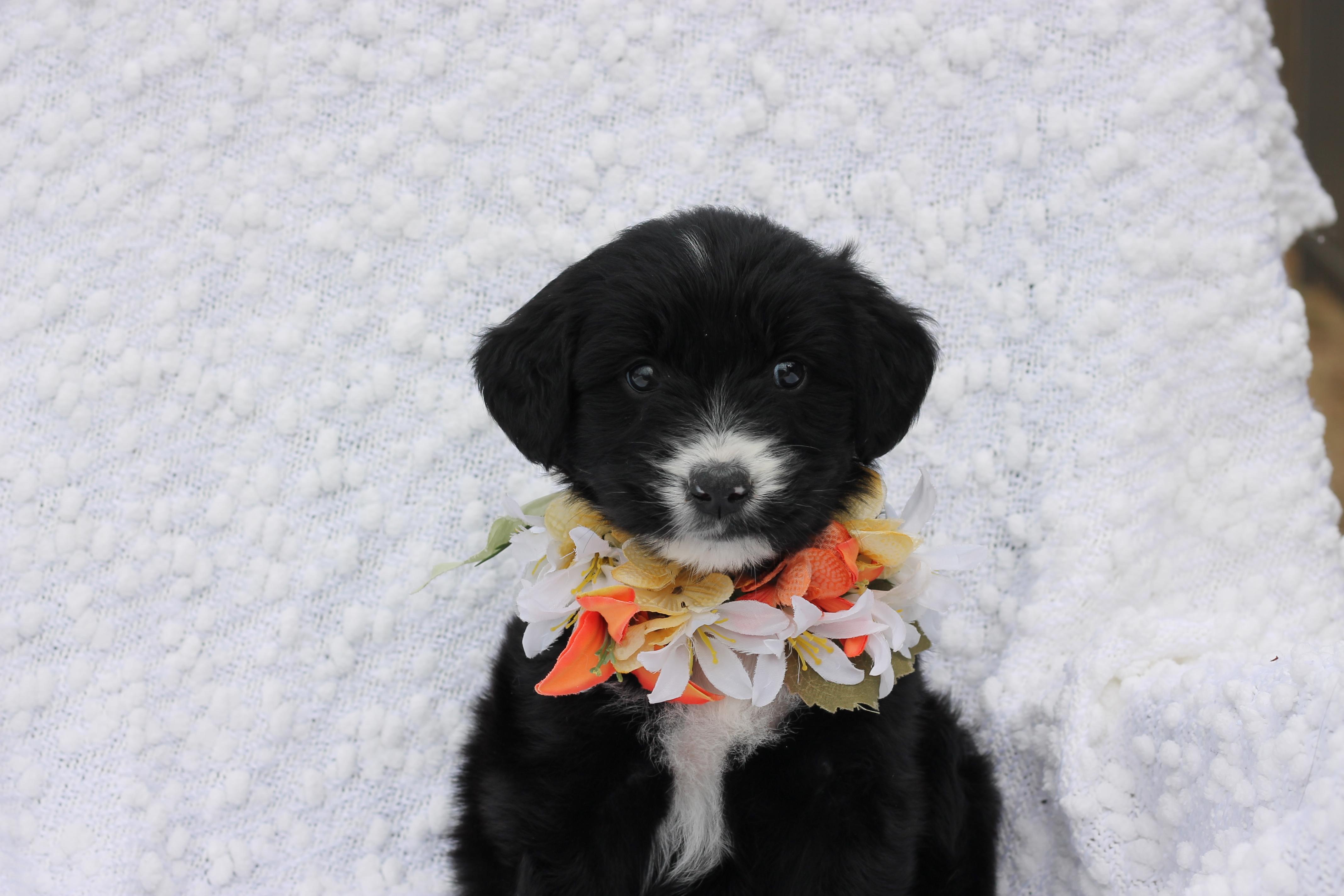Tina - Adopted, an adopted Aussiedoodle in Carlisle, PA image 3/4