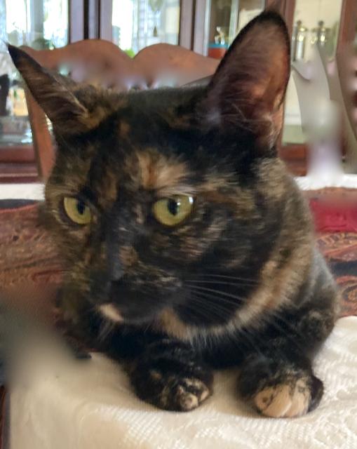 Enlarge Esmeralda - Super sweet & social!, a ADOPTABLE Domestic Short Hair in Durham, CT image 2/3