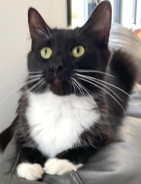 2 female teenage cats, very friendly!, ADOPTABLE, Young Female Domestic Short Hair.