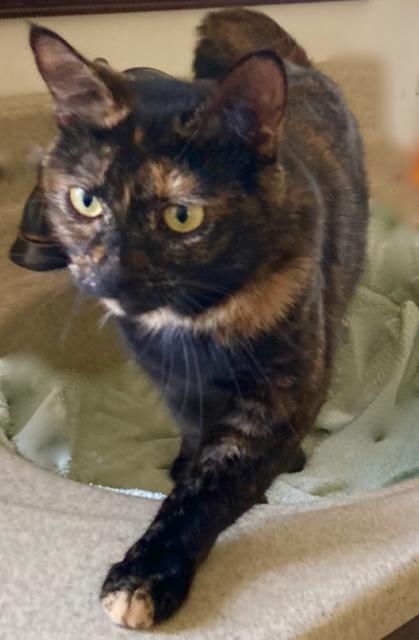 Enlarge Esmeralda - Super sweet & social!, a ADOPTABLE Domestic Short Hair in Durham, CT image 3/3
