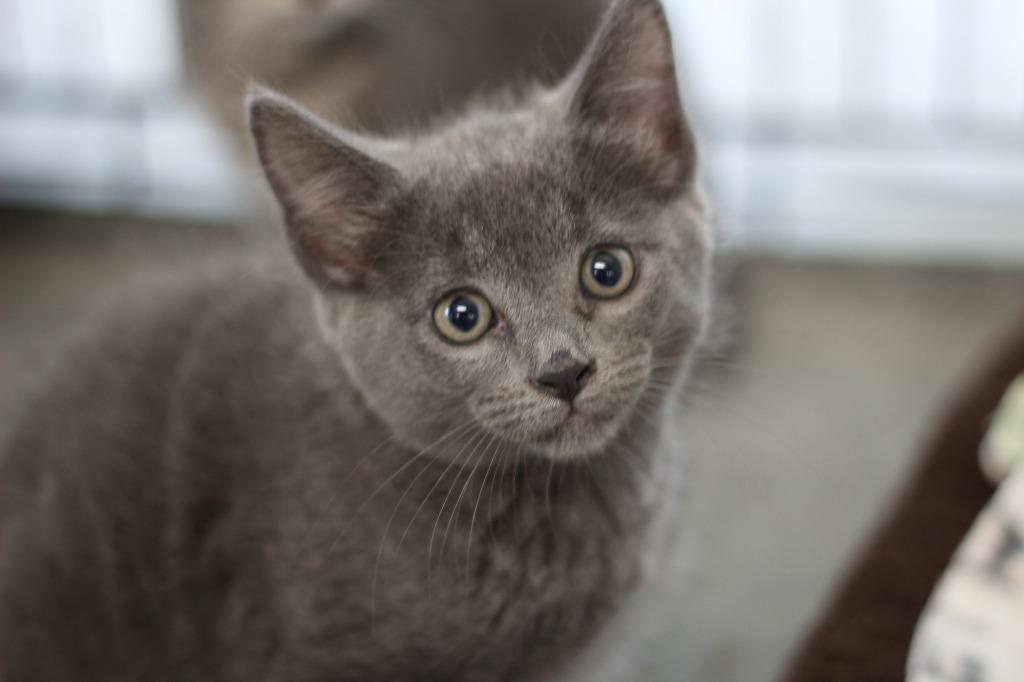 Zinnia, Adoptable, Kitten Female Domestic Short Hair.