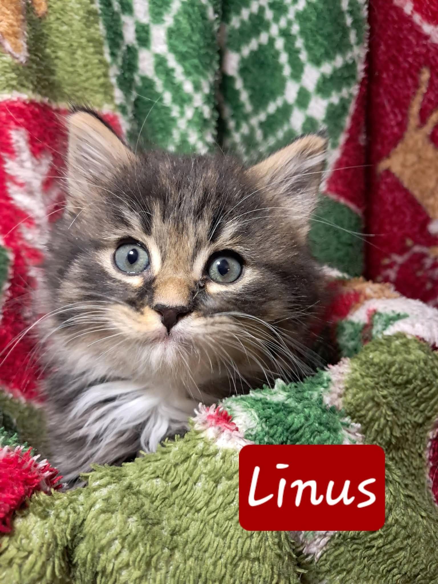 Linus Pumpkitty, Adoptable, Kitten Male Domestic Short Hair.