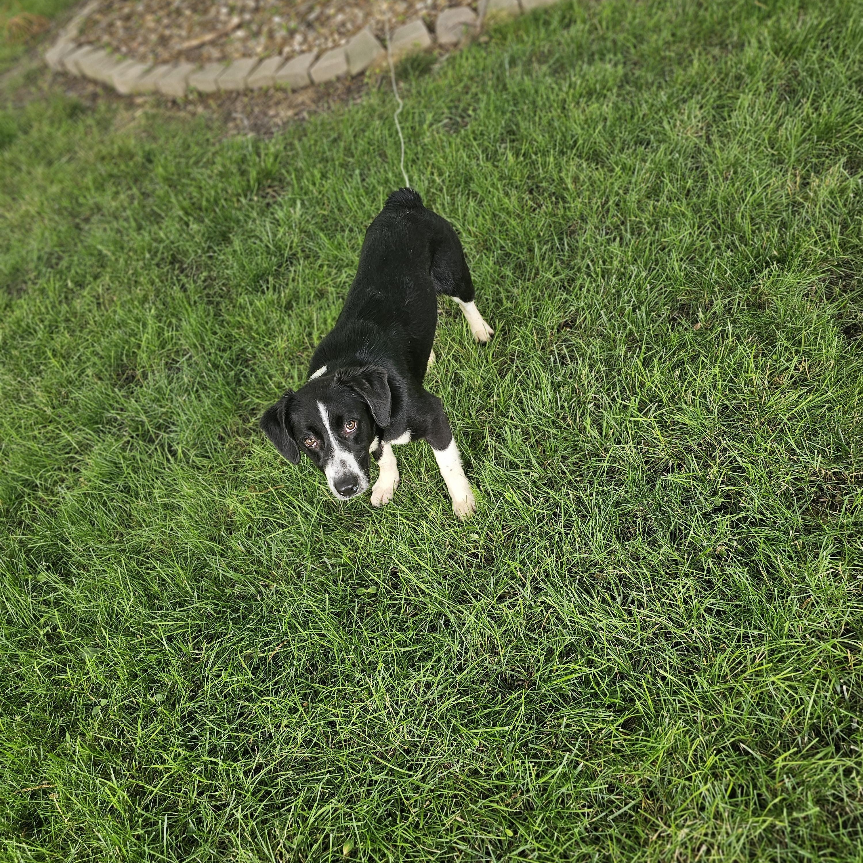 Petey, a ADOPTABLE mixed breed in O Fallon, IL image 3/6