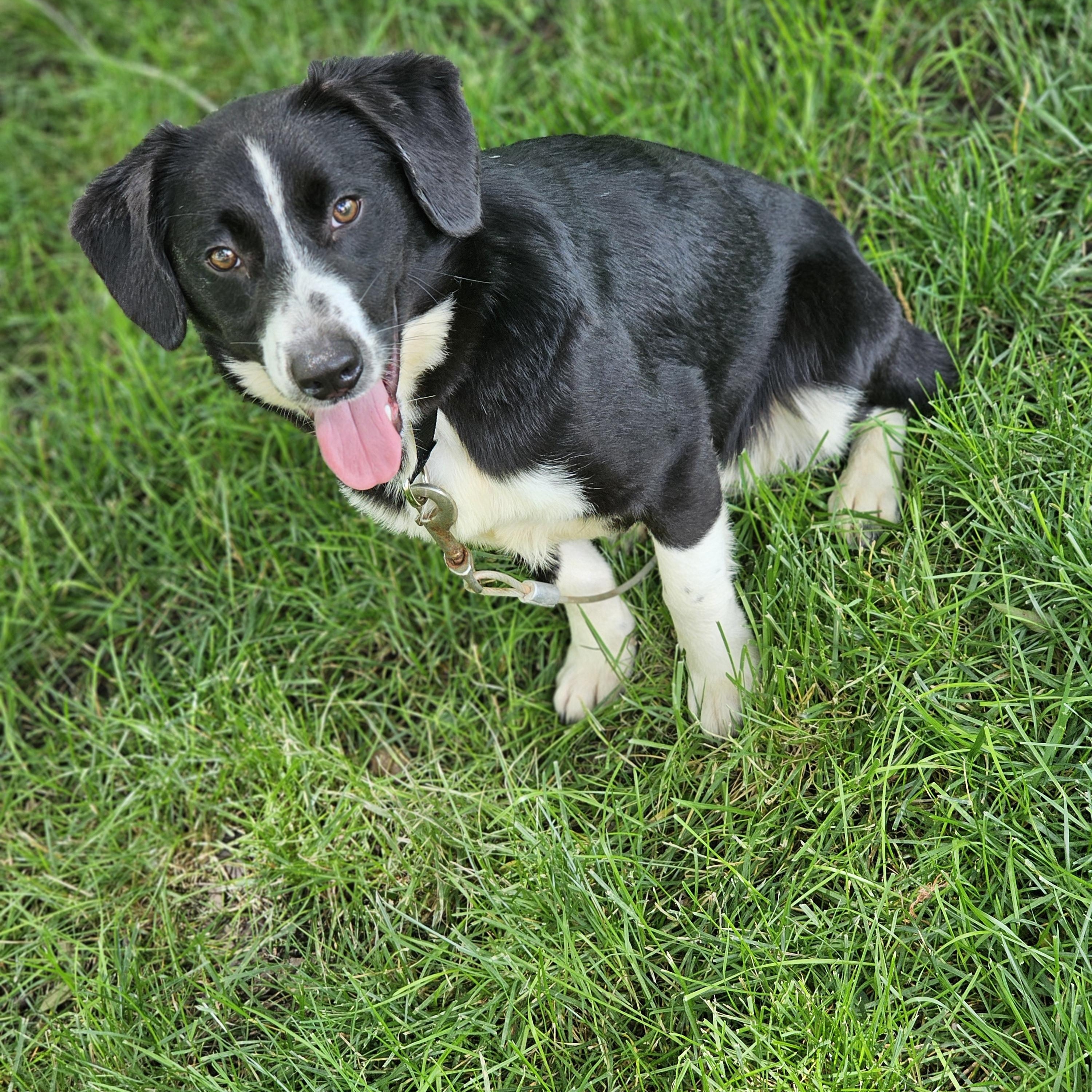 Petey, a ADOPTABLE mixed breed in O Fallon, IL image 5/6