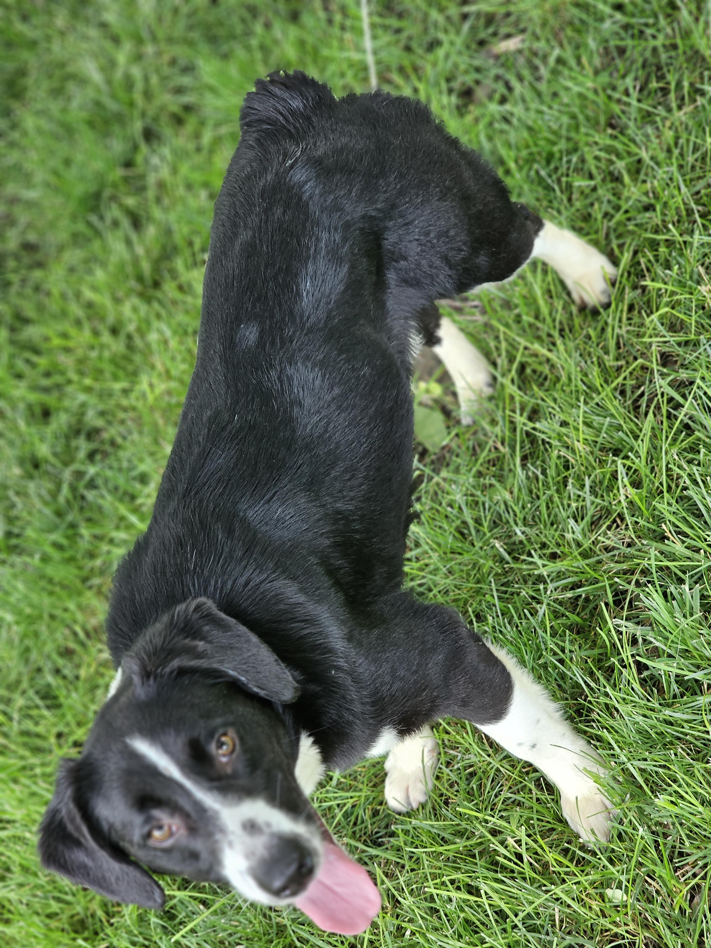 Petey, a ADOPTABLE mixed breed in O Fallon, IL image 4/6