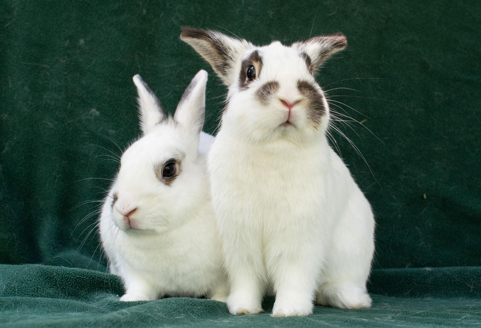 Tootsie & Tewkesbury, a Adoptable Dwarf Eared in Baton Rouge, LA image 1/3