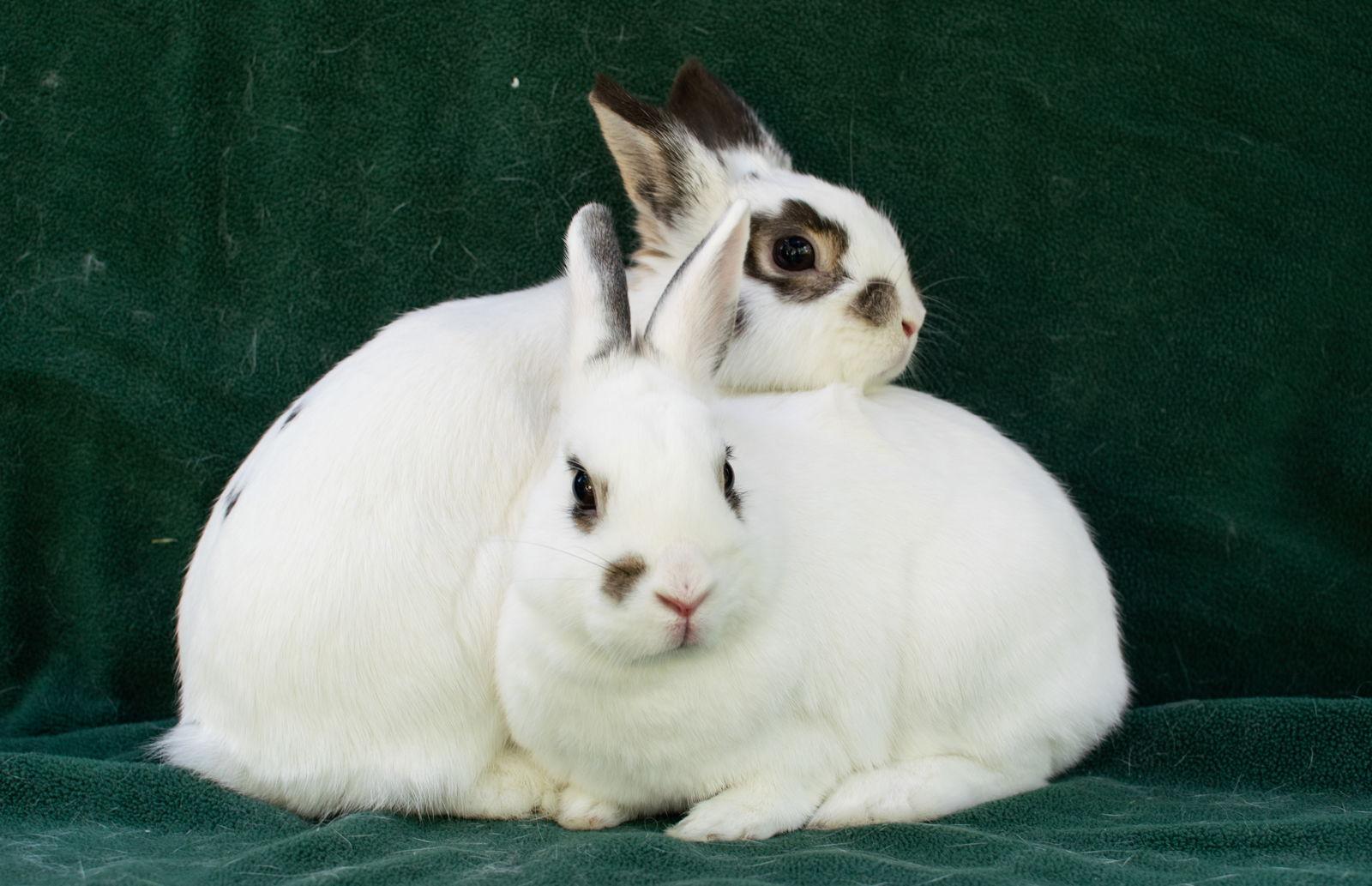 Tootsie & Tewkesbury, a Adoptable Dwarf Eared in Baton Rouge, LA image 2/3