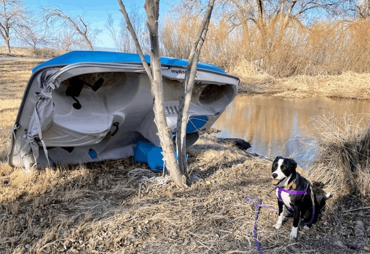 Enlarge Goose, a Adoptable mixed breed in Columbus, IN image 1/5