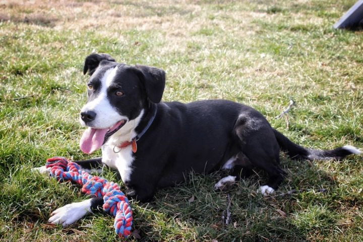 Enlarge Goose, a Adoptable mixed breed in Columbus, IN image 2/5