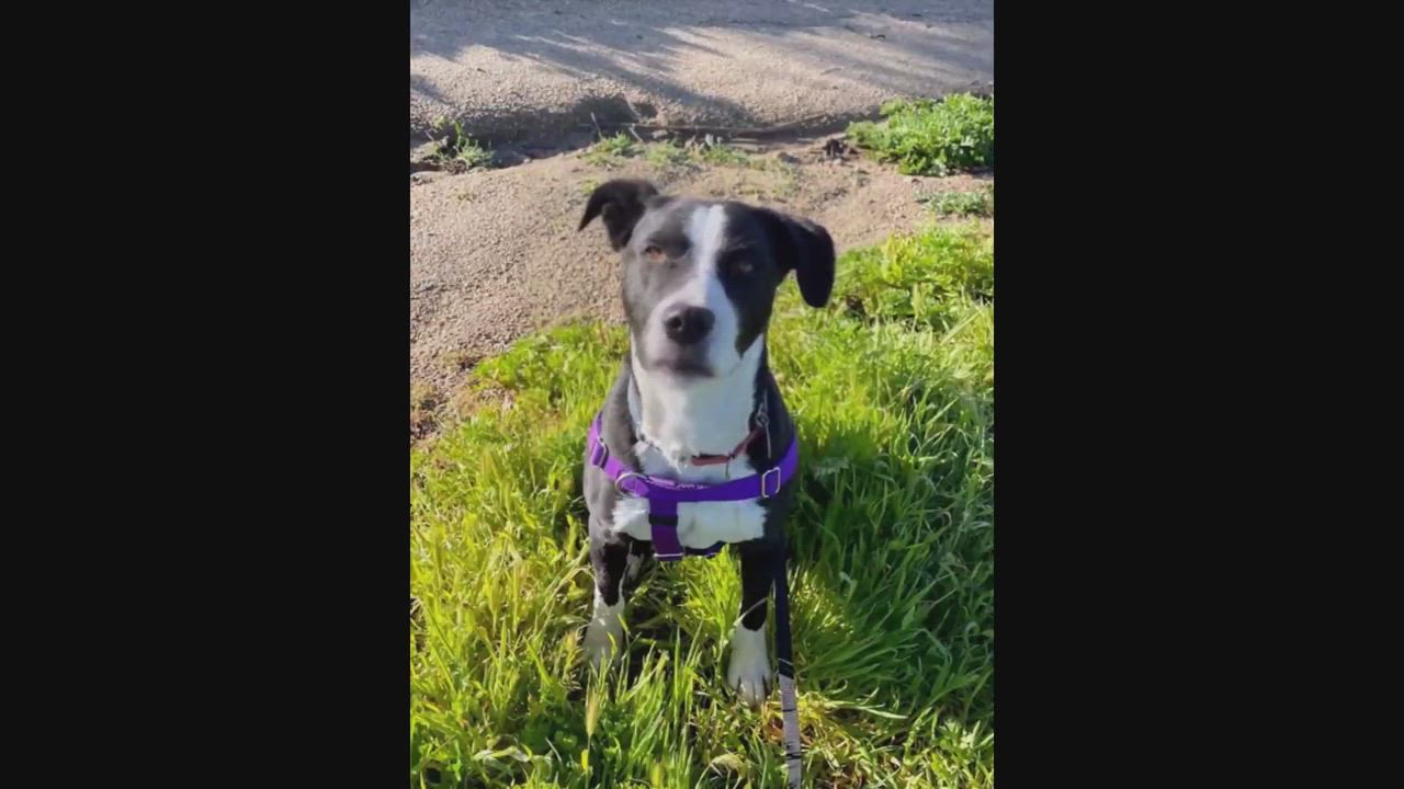 Enlarge Goose, a Adoptable mixed breed in Columbus, IN video 5/5