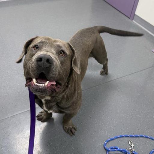 Enlarge The Hulk, a Adoptable mixed breed in Albuquerque, NM image 1/6