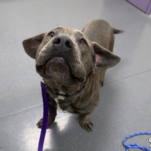 Enlarge The Hulk, a Adoptable mixed breed in Albuquerque, NM image 2/6