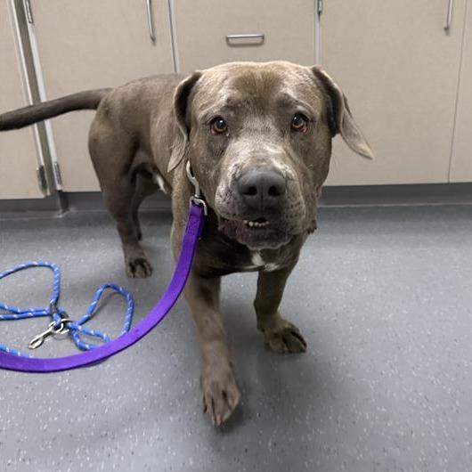 Enlarge The Hulk, a Adoptable mixed breed in Albuquerque, NM image 3/6