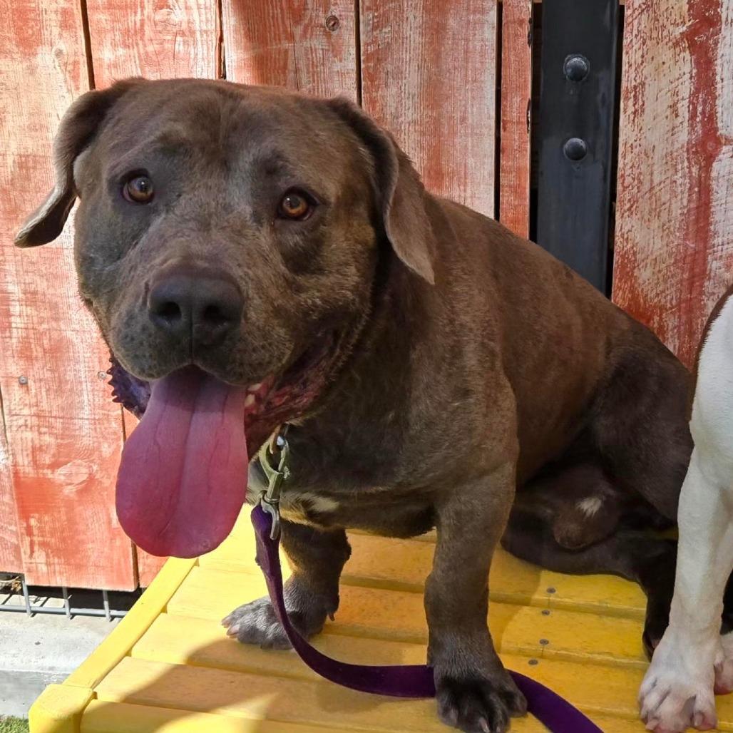Enlarge The Hulk, a Adoptable mixed breed in Albuquerque, NM image 4/6