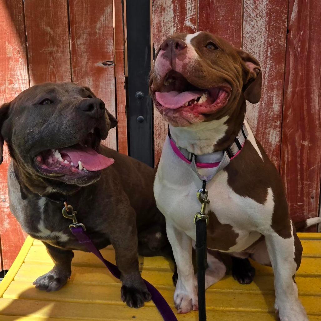 Enlarge The Hulk, a Adoptable mixed breed in Albuquerque, NM image 5/6