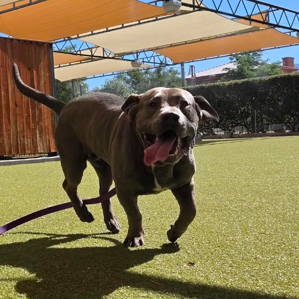 Enlarge The Hulk, a Adoptable mixed breed in Albuquerque, NM image 6/6