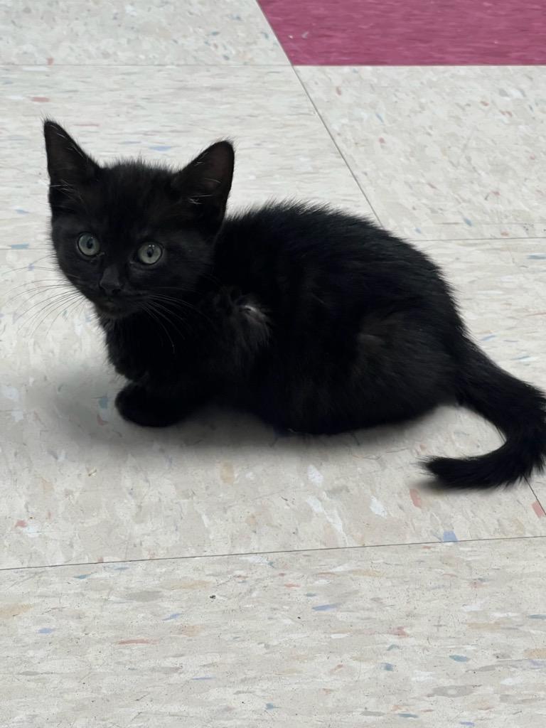 Awana, a Adoptable mixed breed in Brookings, OR image 1/2