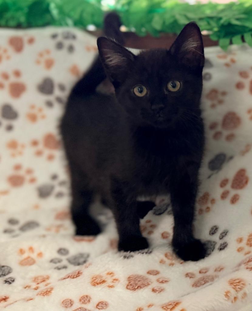 Awana, a Adoptable mixed breed in Brookings, OR image 2/2