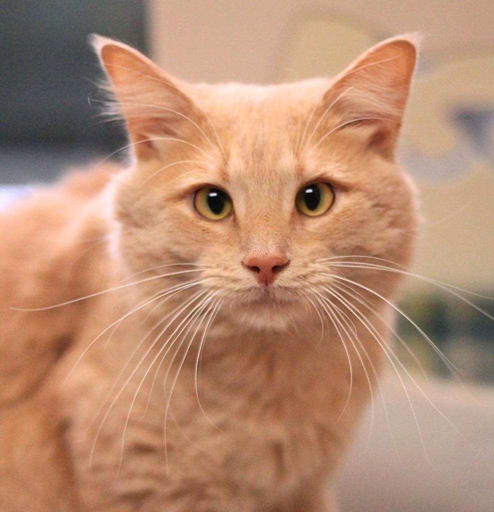 Simba, Adoptable, Kitten Male Domestic Short Hair.