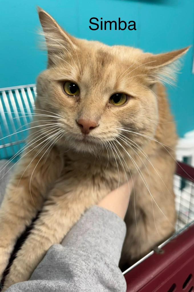 Enlarge Simba, a Adoptable mixed breed in Utica, MI image 3/3