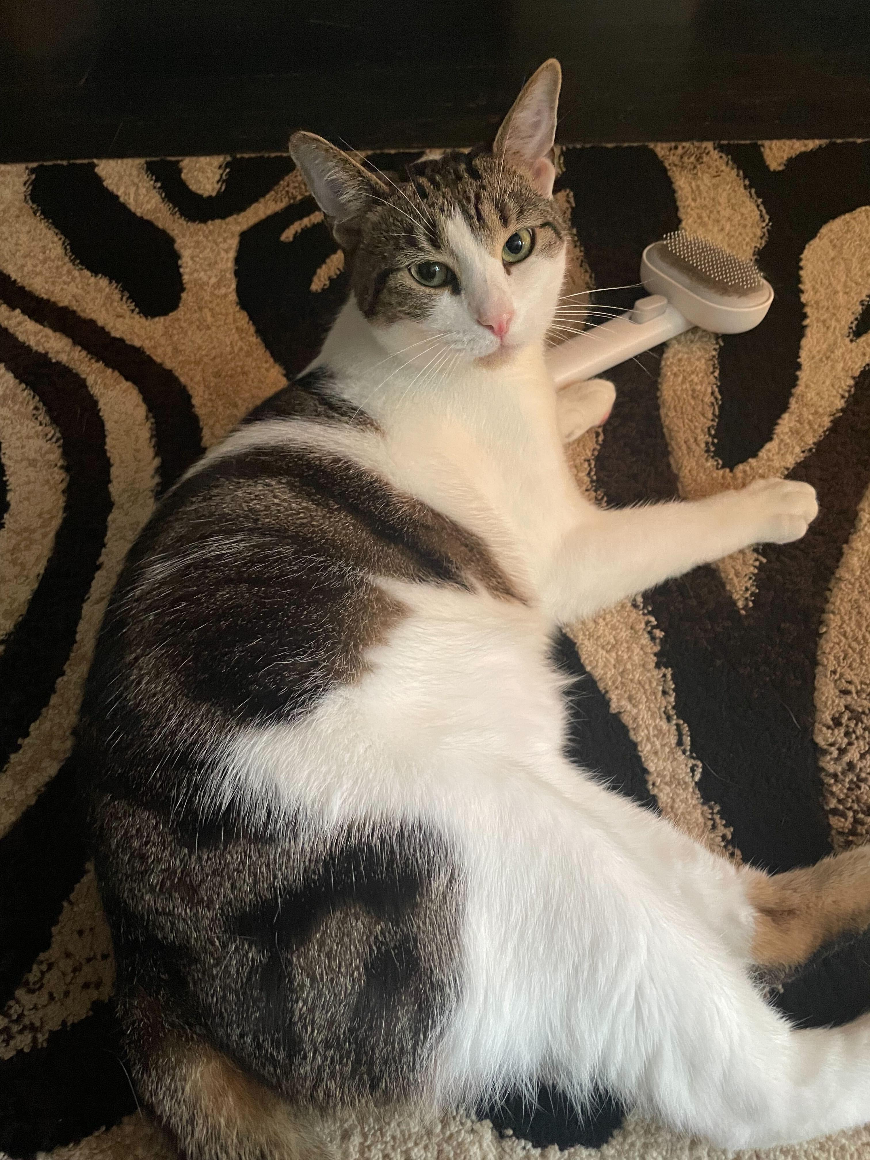 Enlarge Gnocchi, a Adoptable Domestic Short Hair in Long Island City, NY image 3/6