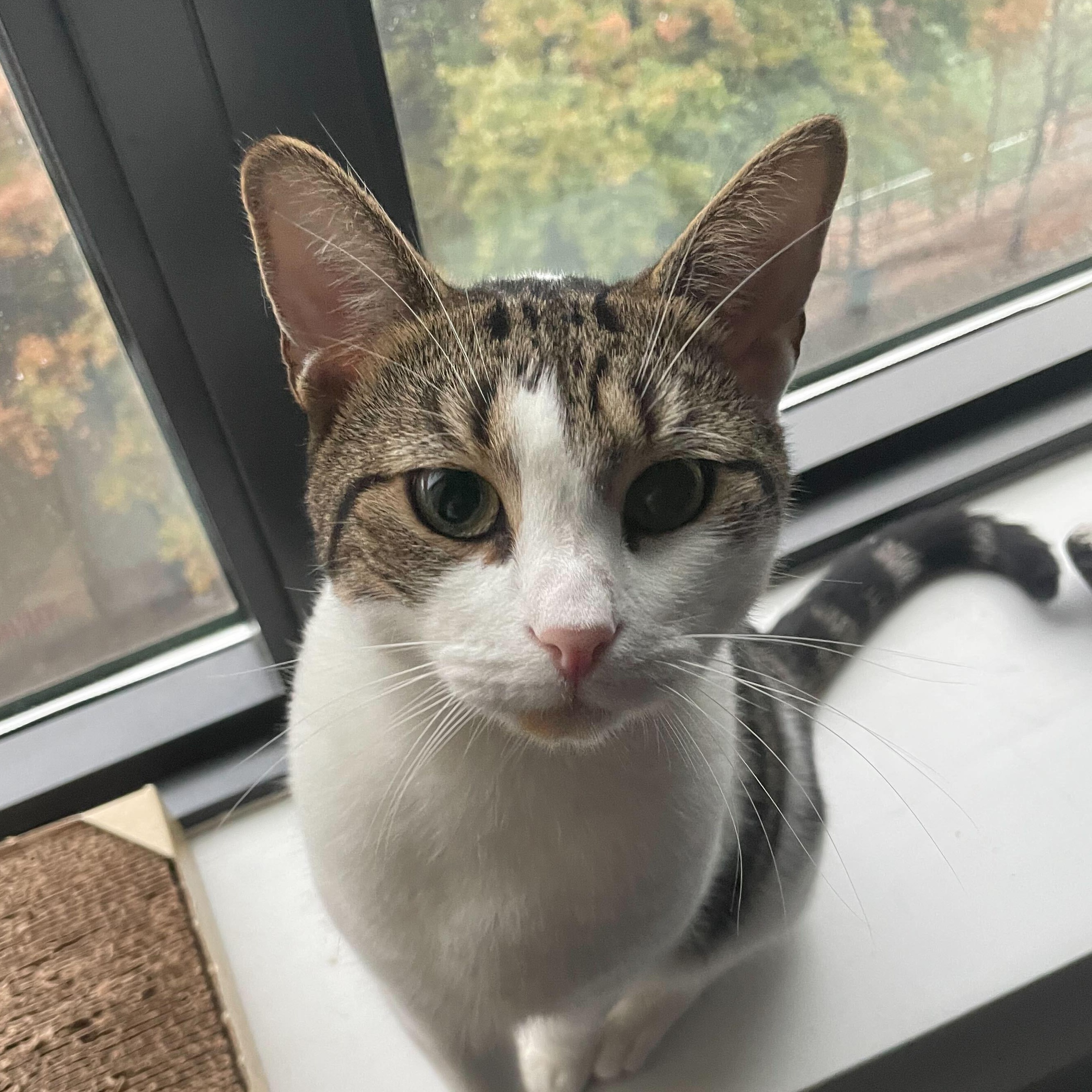 Gnocchi, Adoptable, Adult Male Domestic Short Hair.