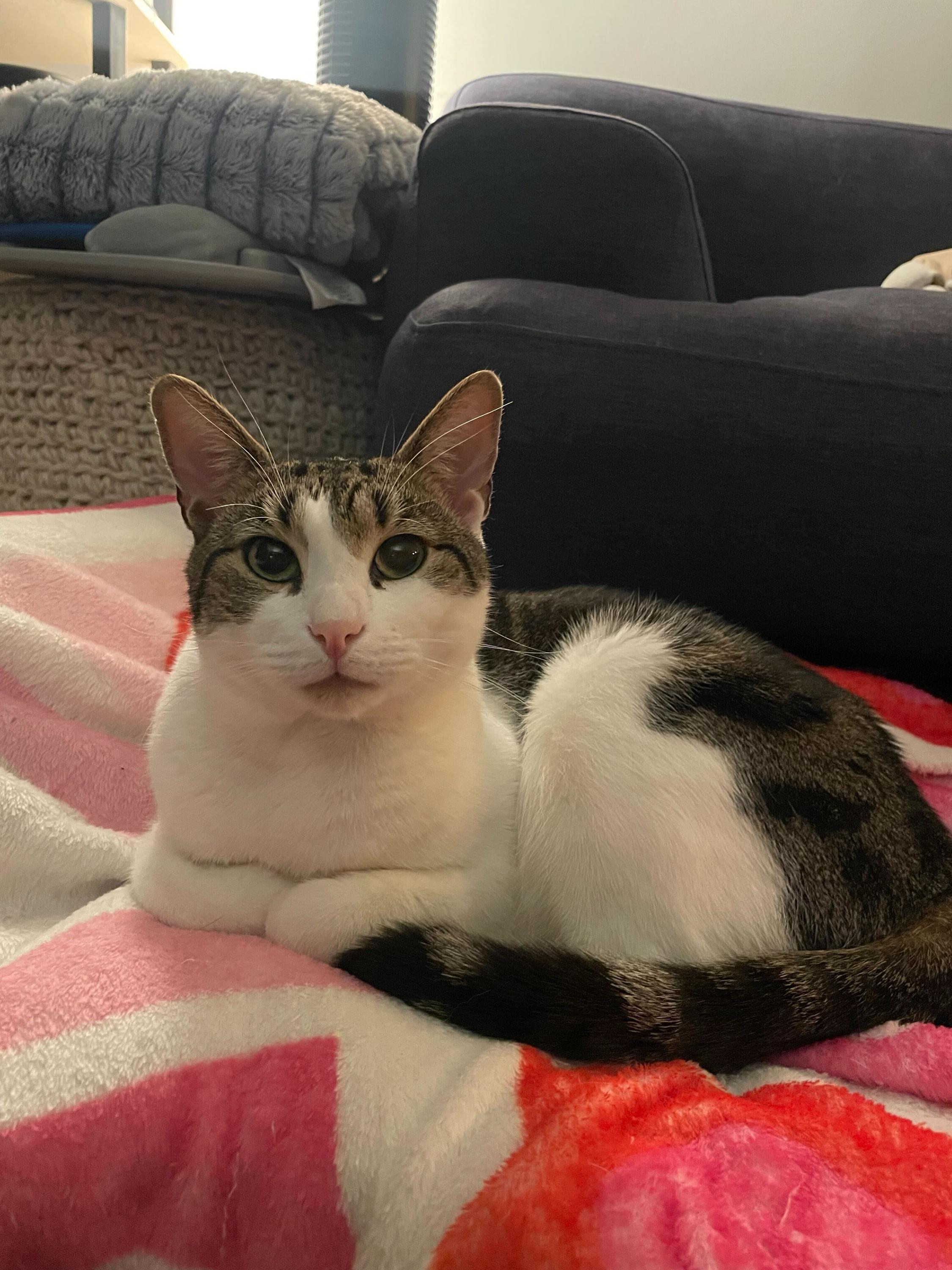 Gnocchi, a Adoptable Domestic Short Hair in Long Island City, NY image 1/5