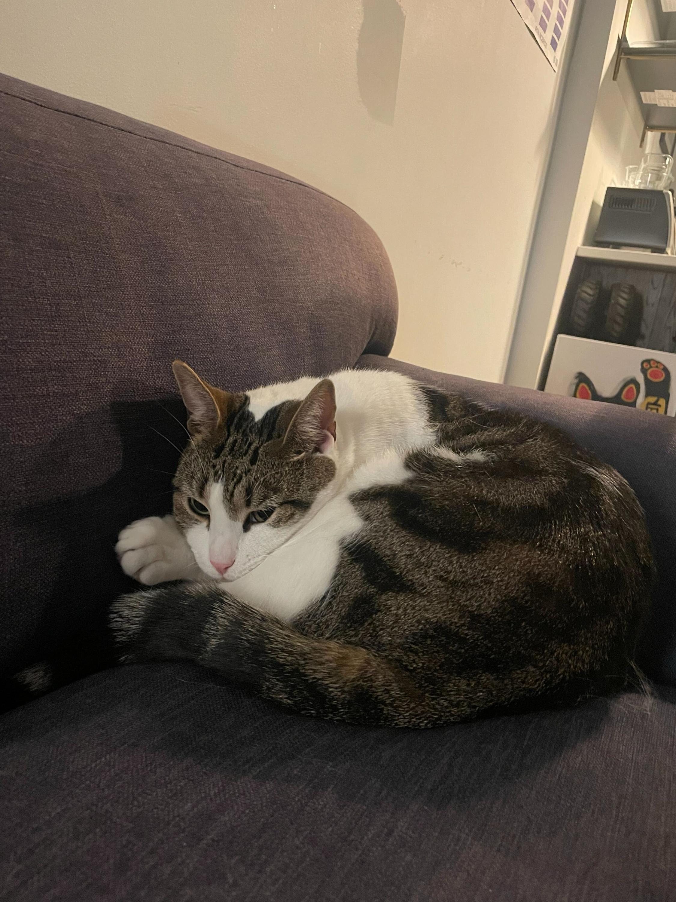 Gnocchi, a Adoptable Domestic Short Hair in Long Island City, NY image 2/5