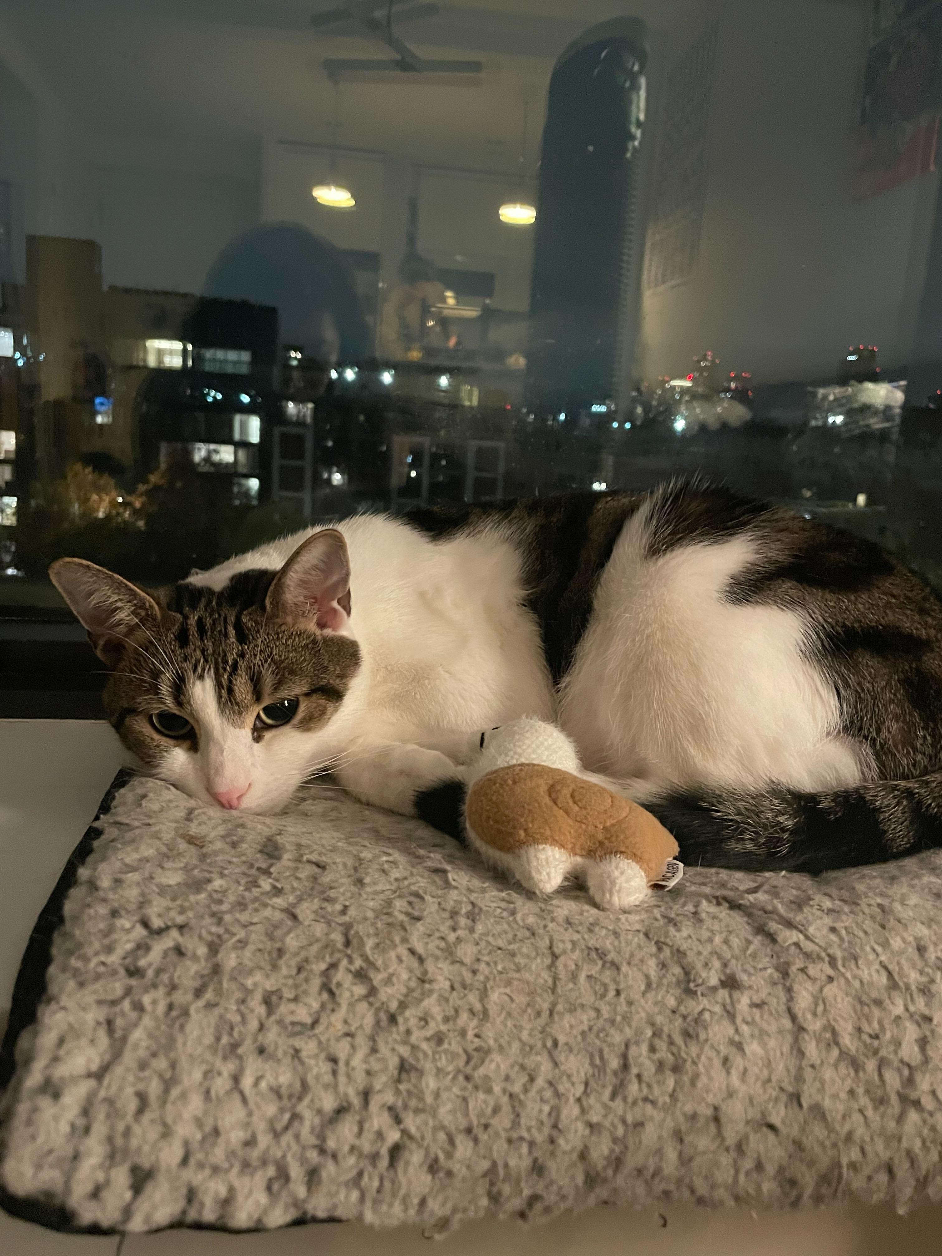 Enlarge Gnocchi, a Adoptable Domestic Short Hair in Long Island City, NY image 5/6