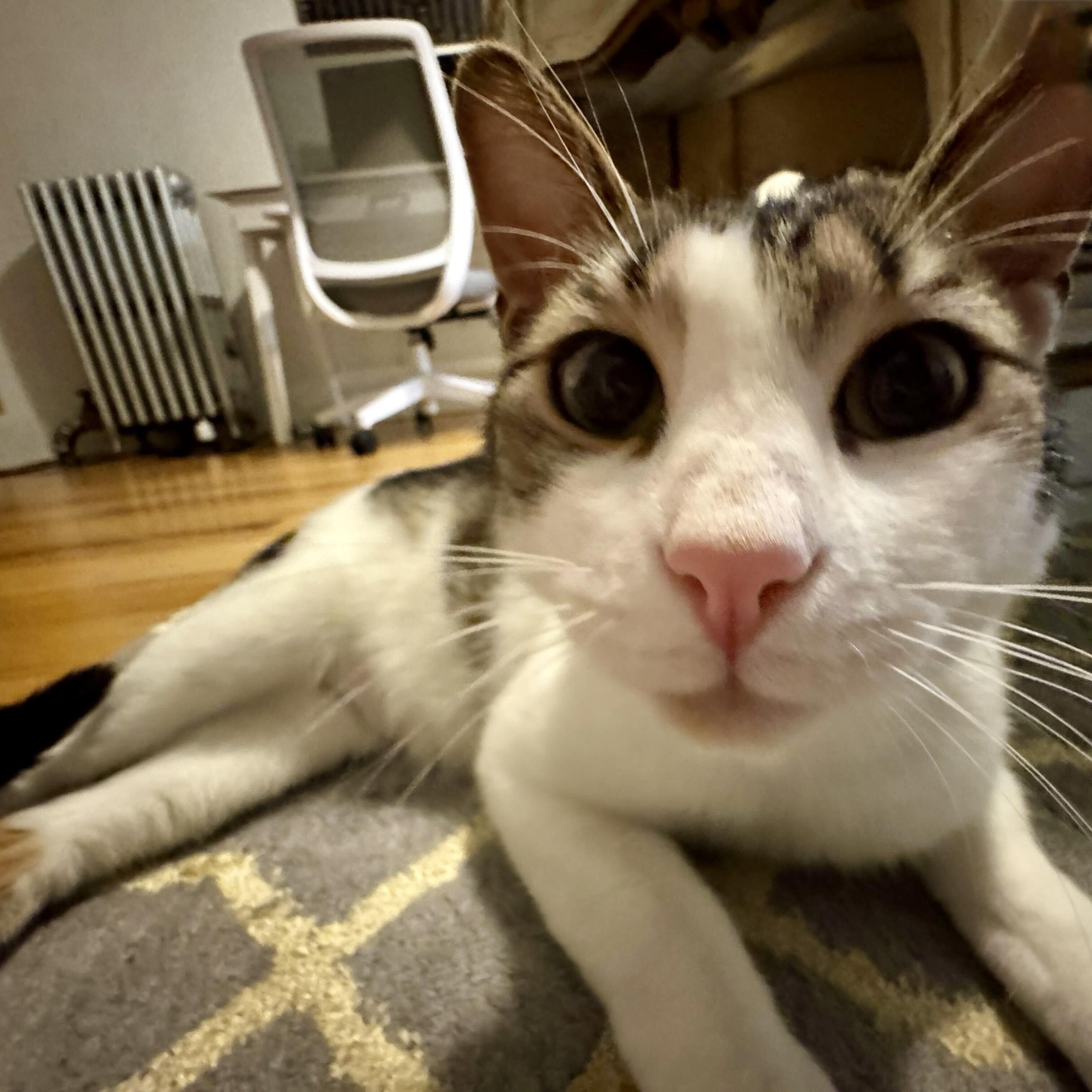 Enlarge Gnocchi, a Adoptable Domestic Short Hair in Long Island City, NY image 4/6