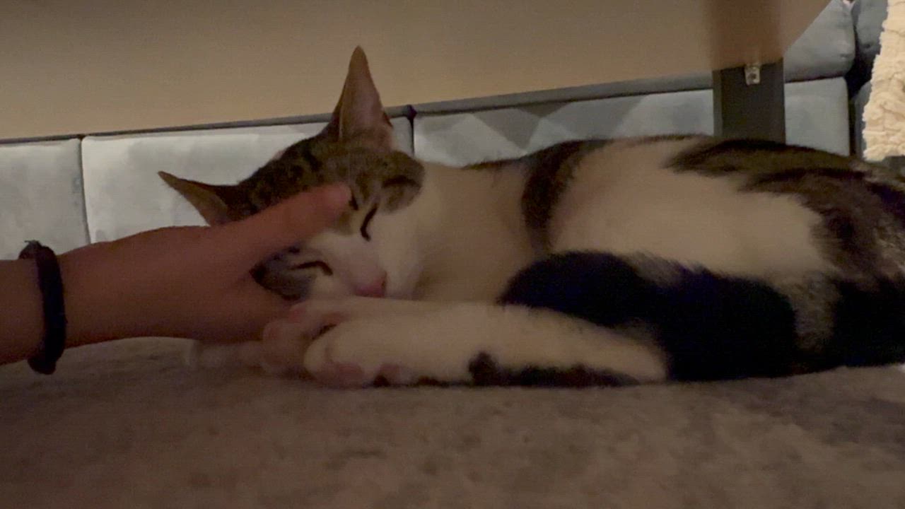 Enlarge Gnocchi, a Adoptable Domestic Short Hair in Long Island City, NY video 6/6