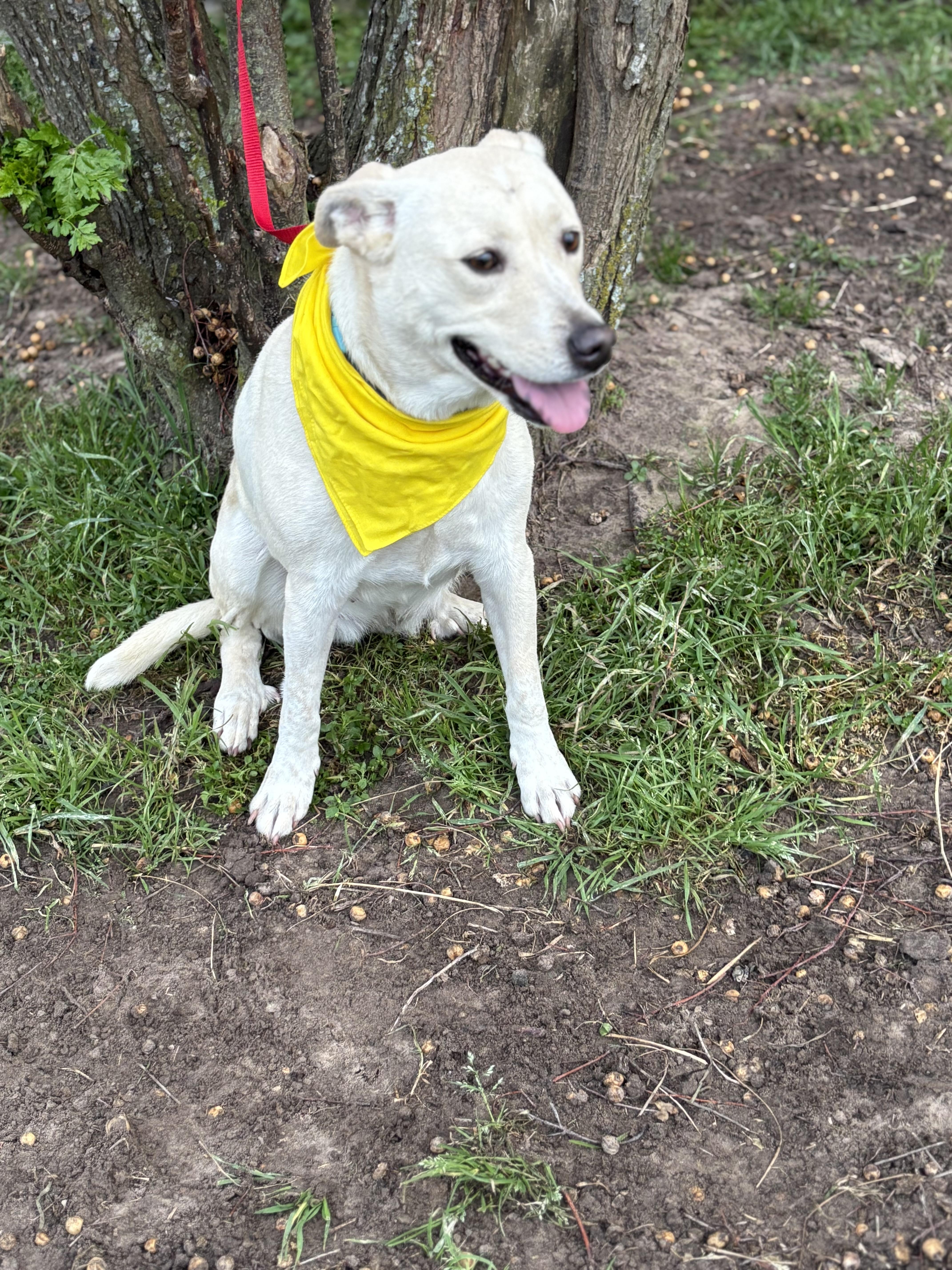 Bailey, a ADOPTABLE mixed breed in Madisonville, TX image 2/3