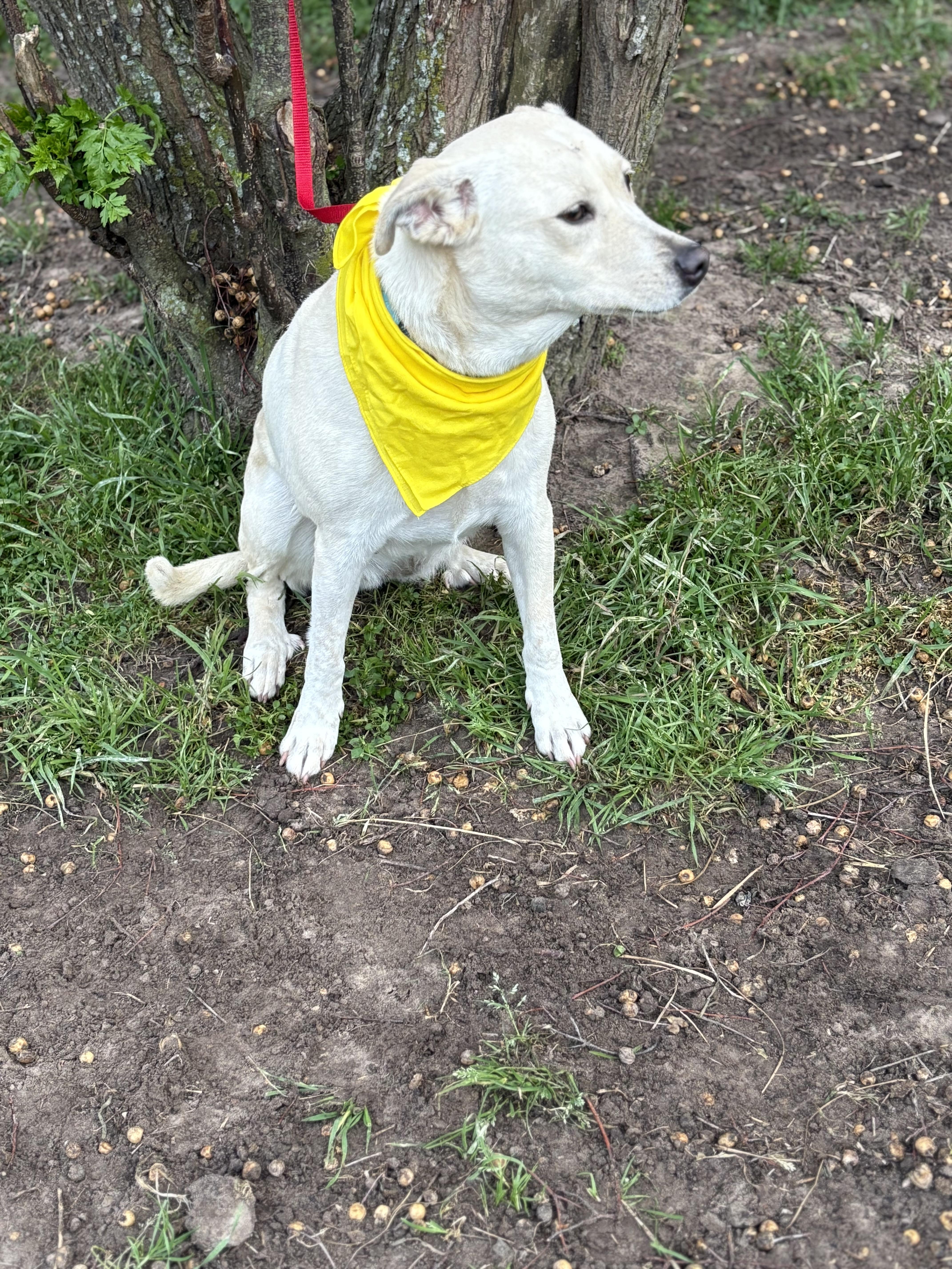 Bailey, a ADOPTABLE mixed breed in Madisonville, TX image 3/3