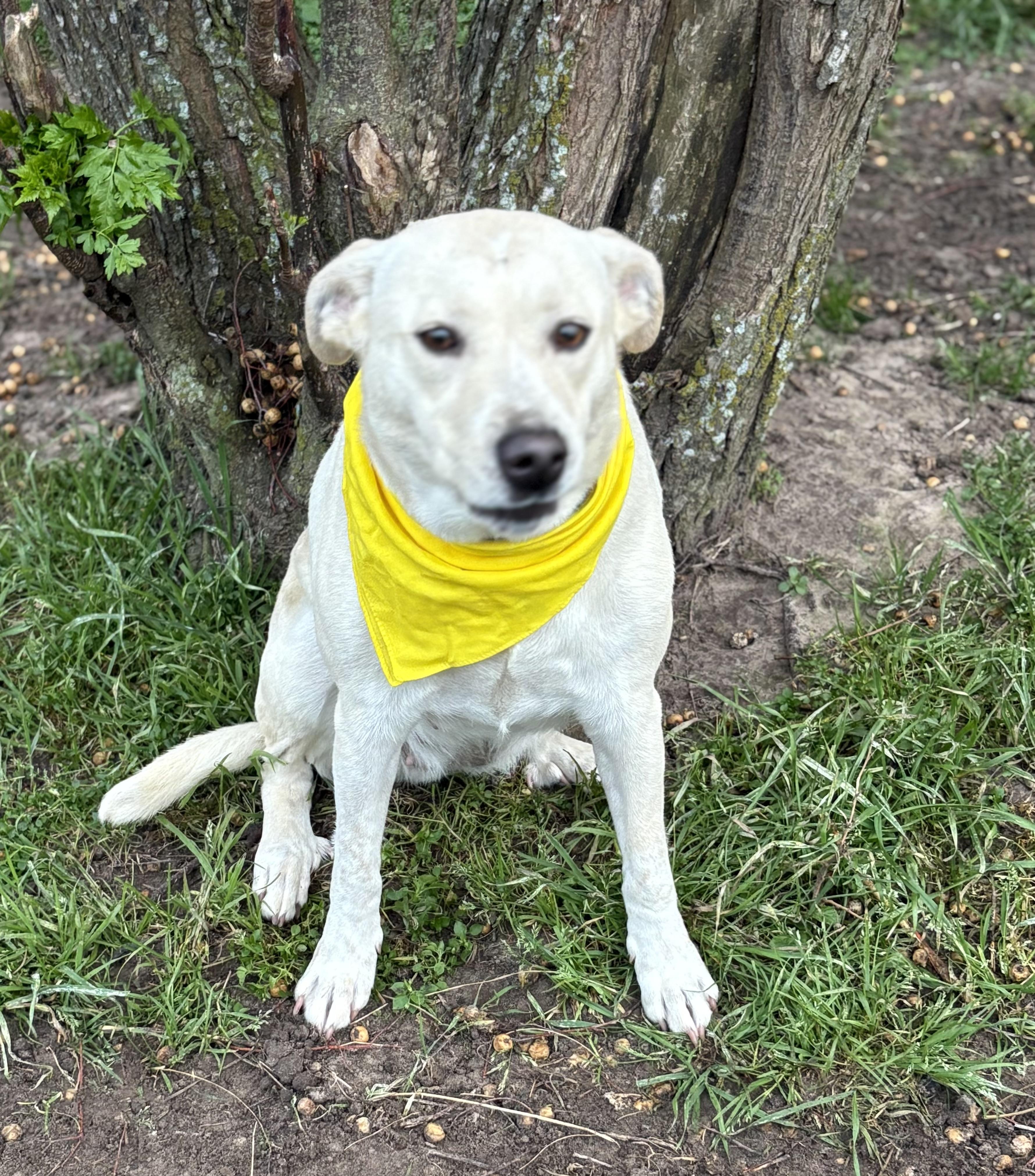 Bailey, ADOPTABLE, Adult Female Labrador Retriever.