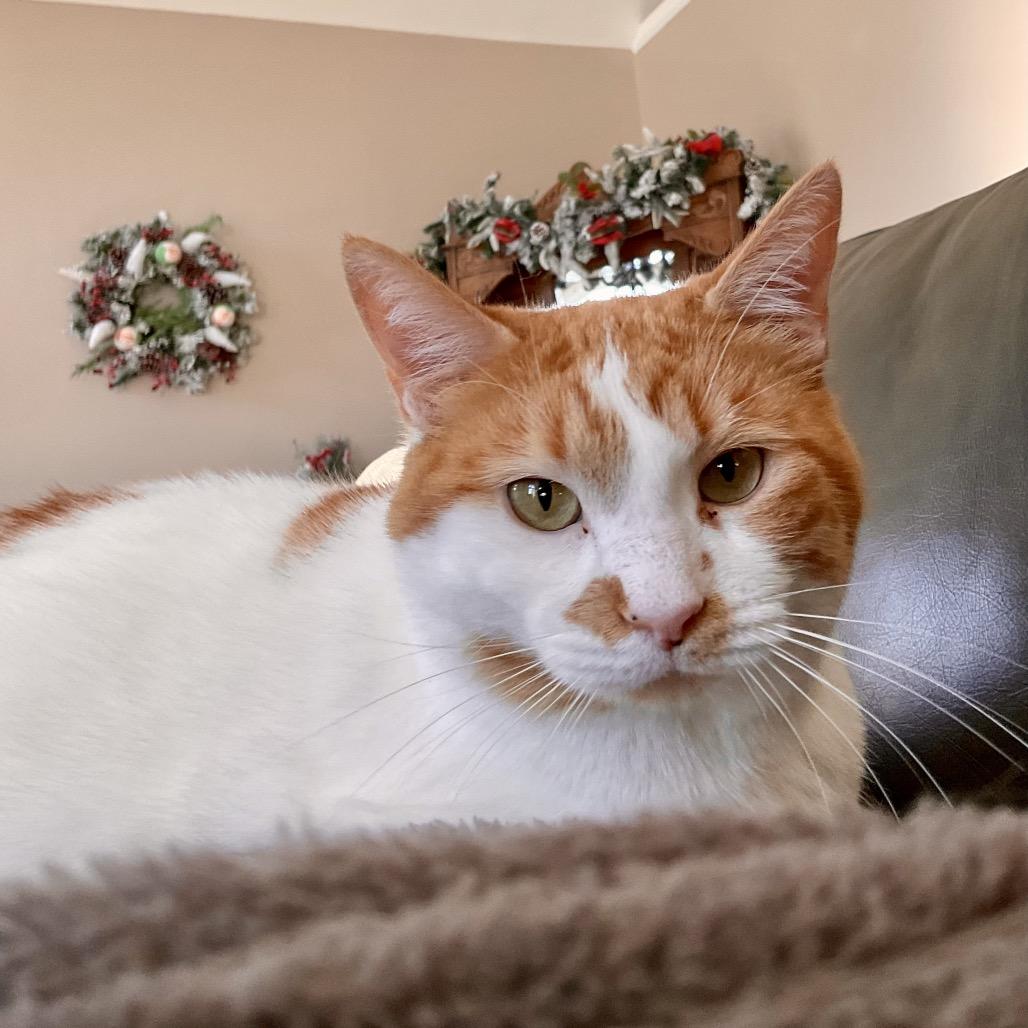 Aubry, Adoptable, Adult Female Domestic Short Hair.