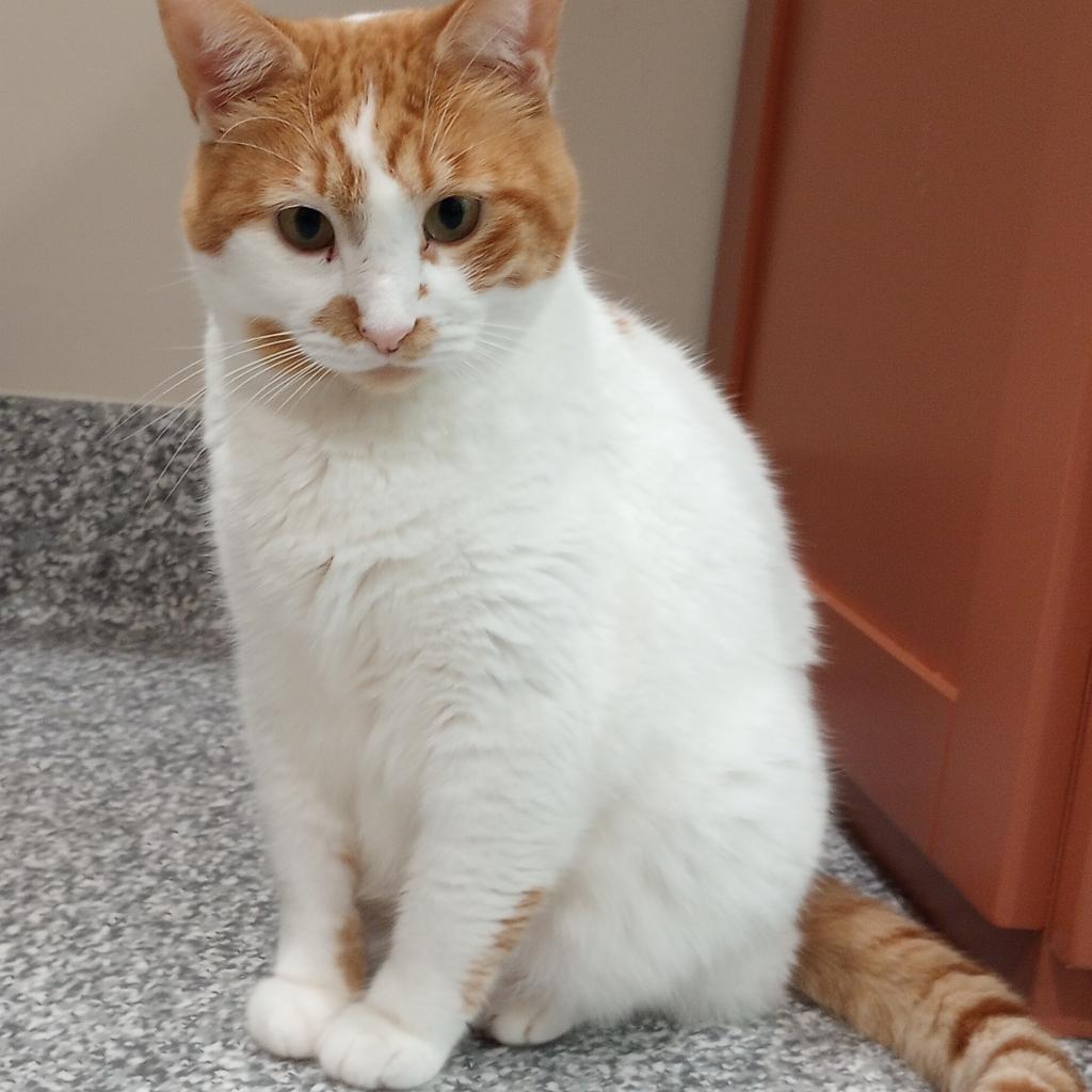 Aubry, a Adoptable Domestic Short Hair in Cumming, GA image 2/5