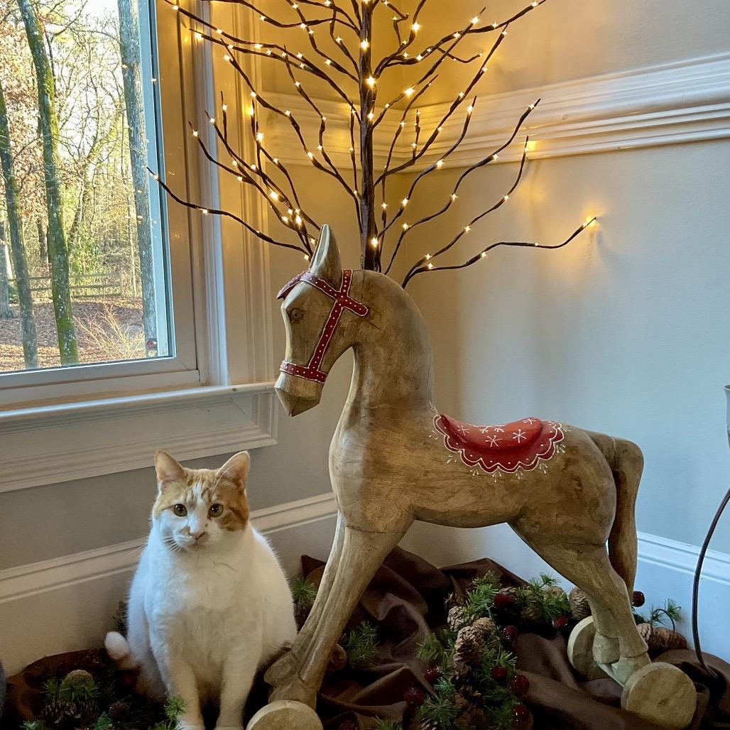 Aubry, a Adoptable Domestic Short Hair in Cumming, GA image 3/5