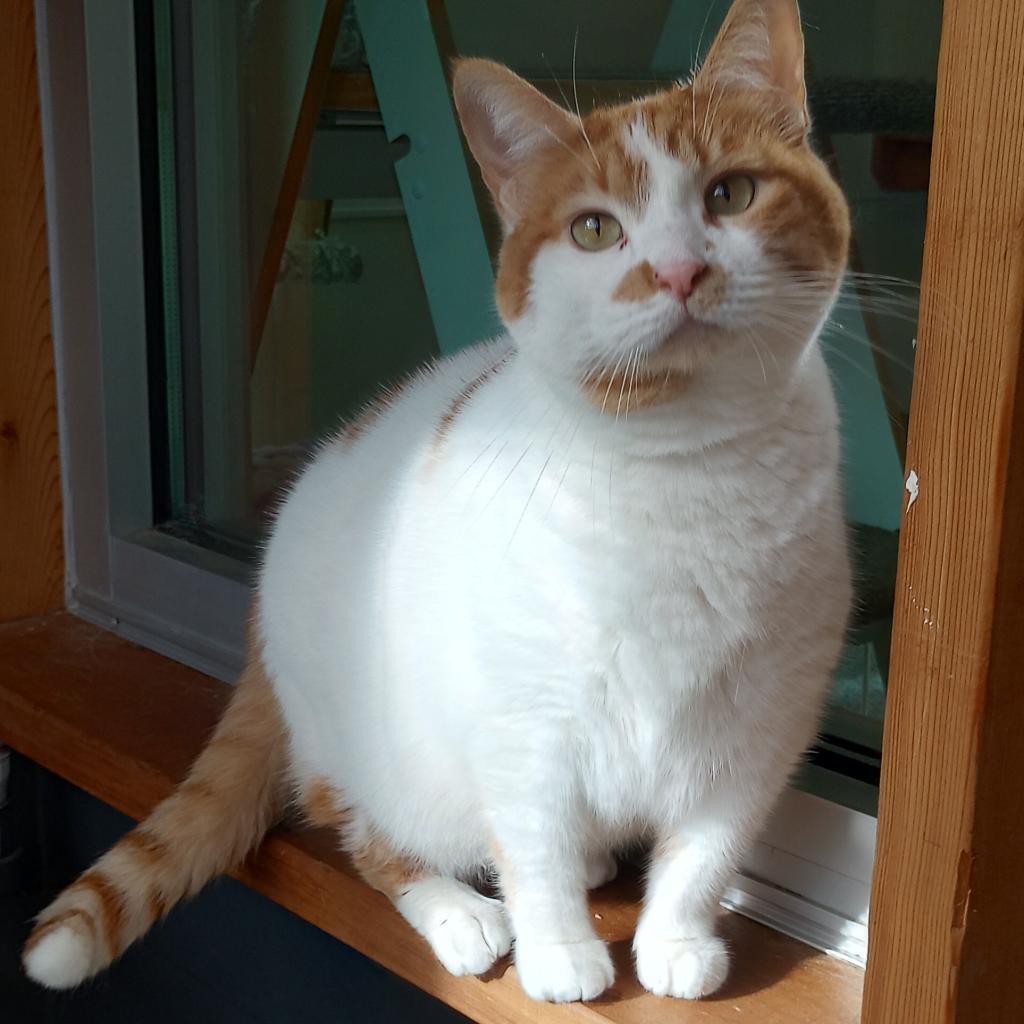 Aubry, a Adoptable Domestic Short Hair in Cumming, GA image 4/5