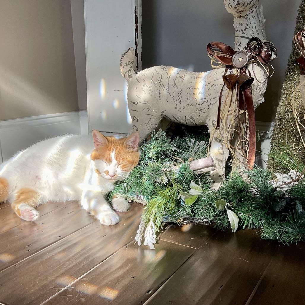 Aubry, a Adoptable Domestic Short Hair in Cumming, GA image 5/5