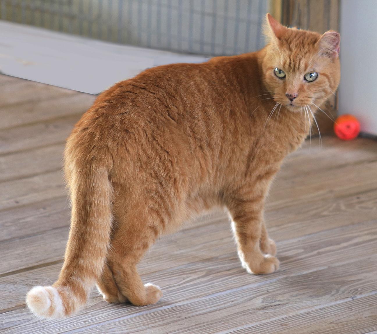 Cuddles, Senior Male Domestic Short Hair