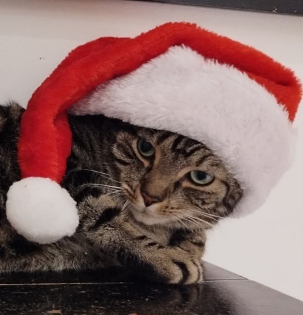 Sammy, Adoptable, Adult Male Domestic Short Hair.