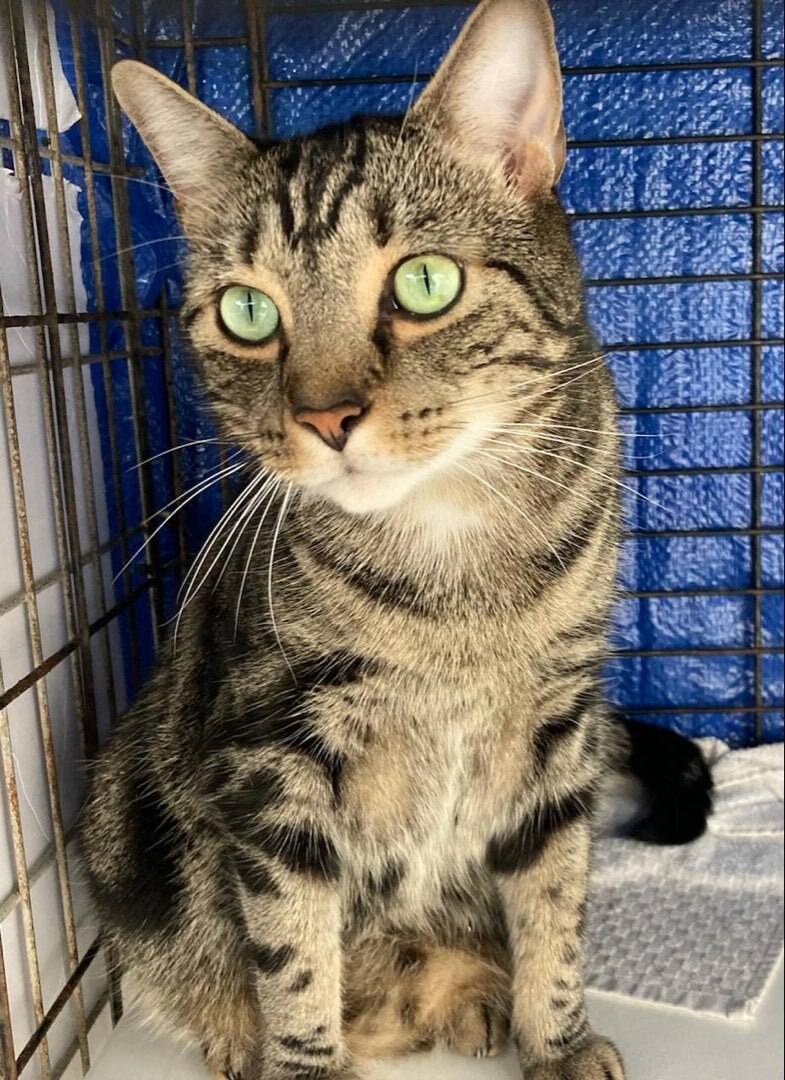 Sammy, a Adoptable Domestic Short Hair in Davie, FL image 2/5