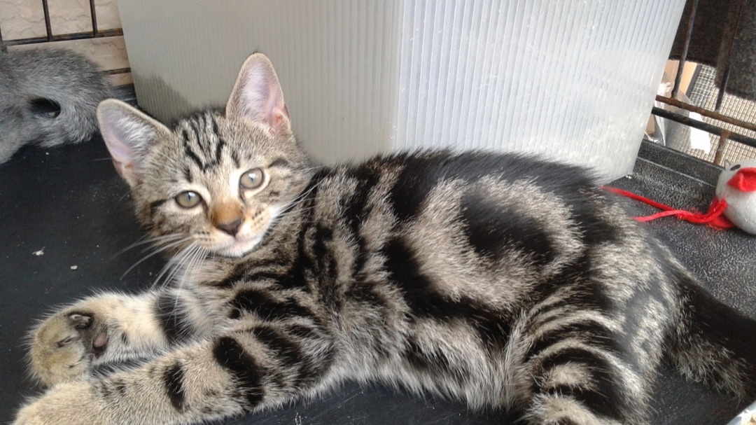 Sammy, a Adoptable Domestic Short Hair in Davie, FL image 3/5