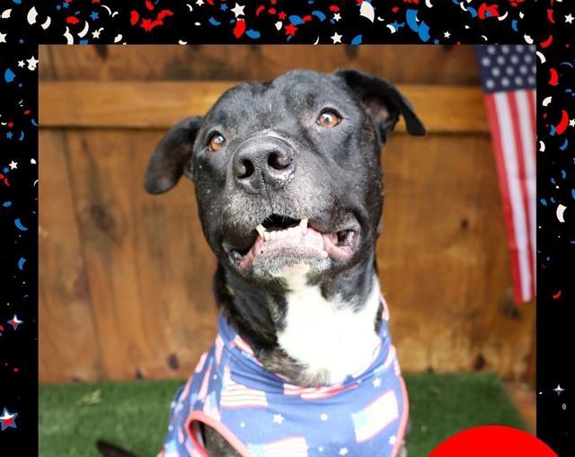 BRONX, Adoptable, Adult Male Mixed Breed.