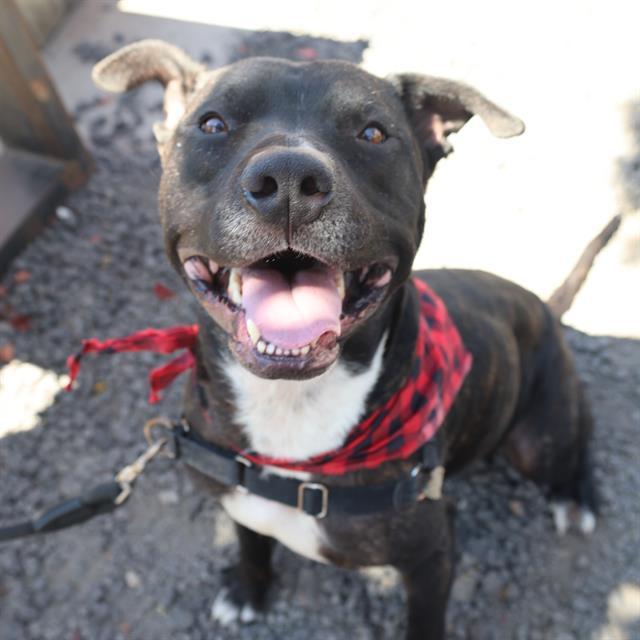 BRONX, Adoptable, Adult Male Mixed Breed.