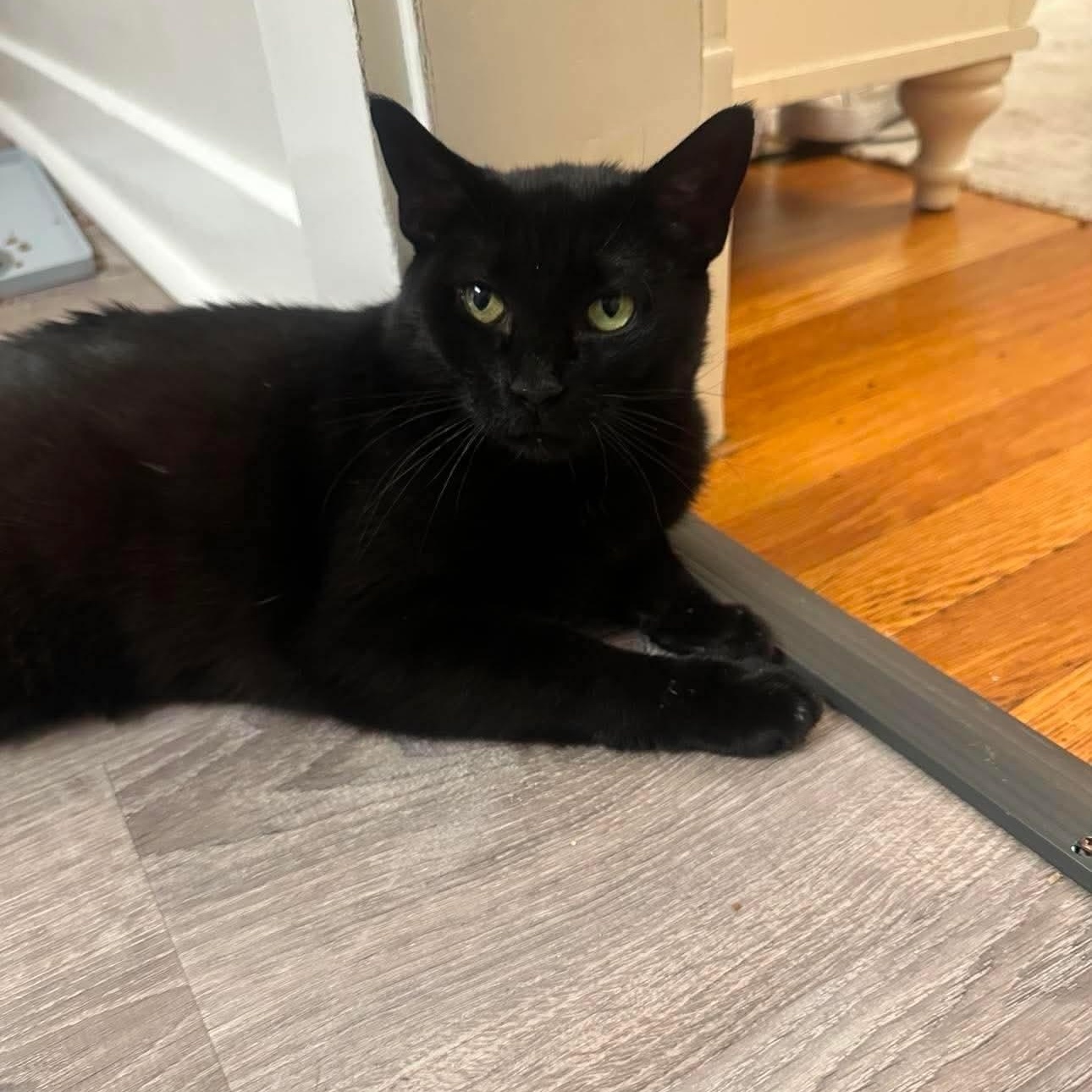 Lily, a Adoptable Domestic Short Hair in Braintree, MA image 2/5