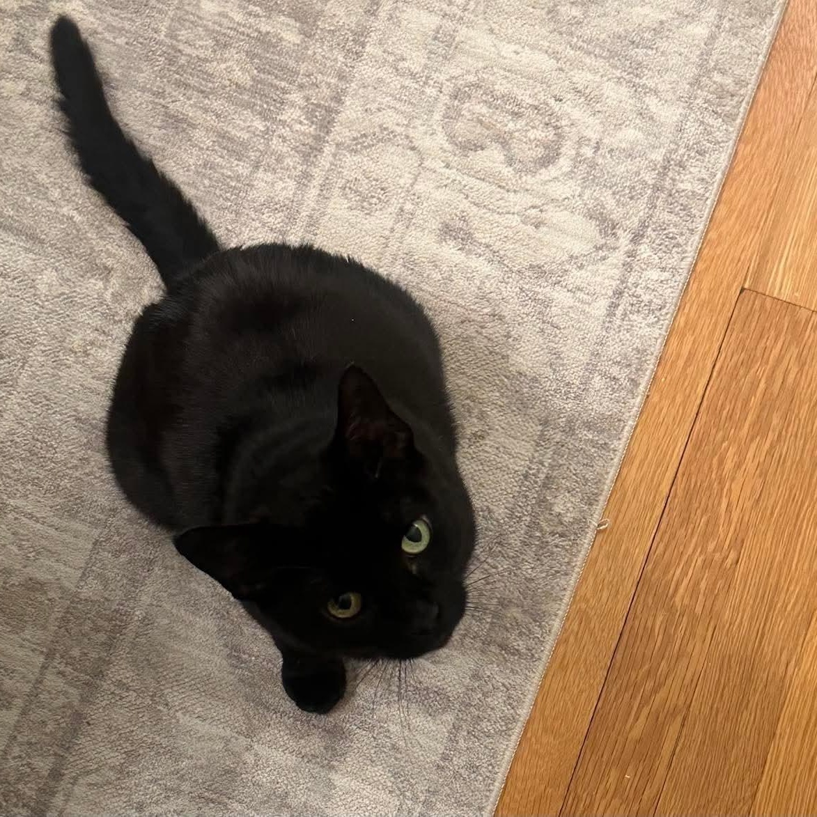 Lily, a Adoptable Domestic Short Hair in Braintree, MA image 5/5