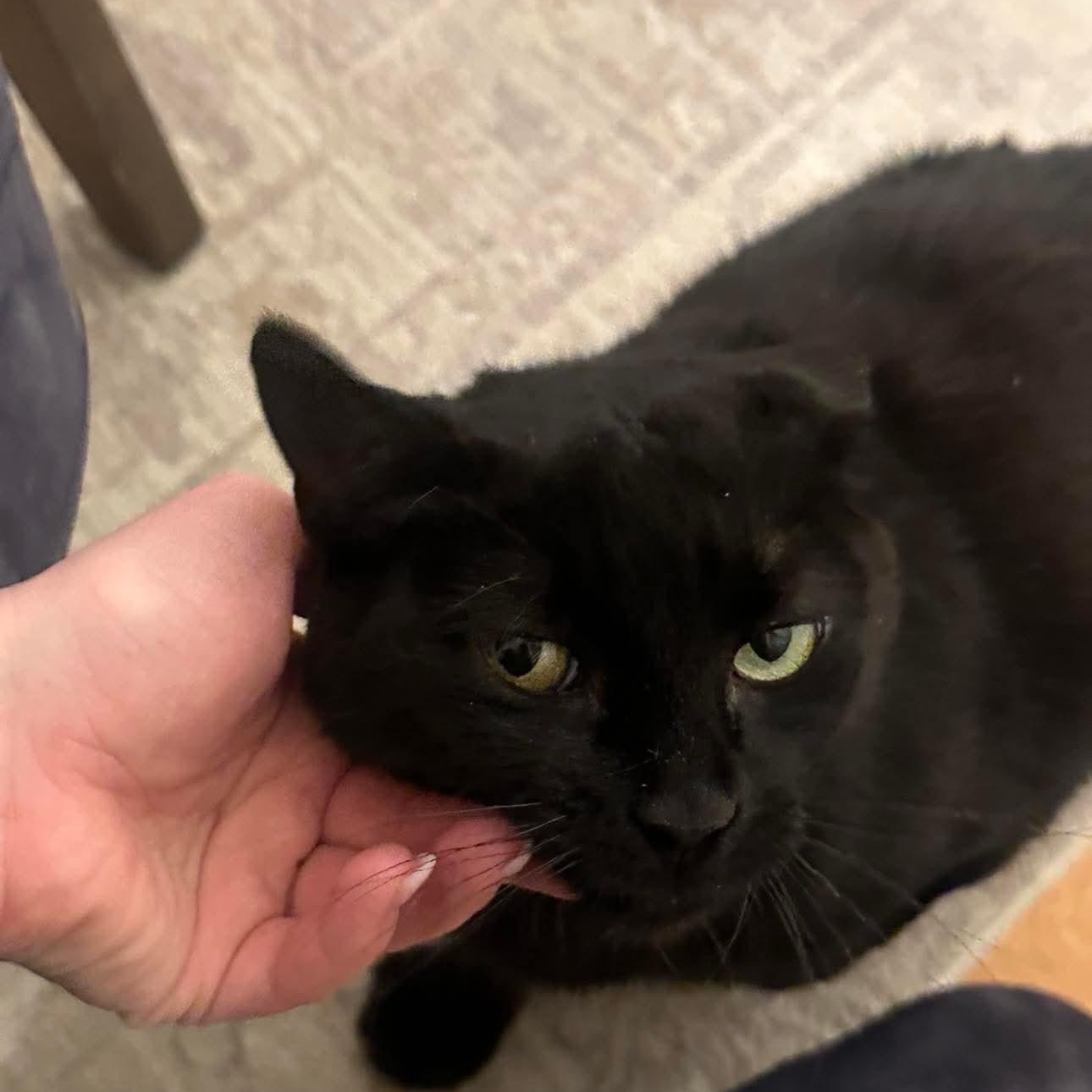 Lily, a Adoptable Domestic Short Hair in Braintree, MA image 4/5