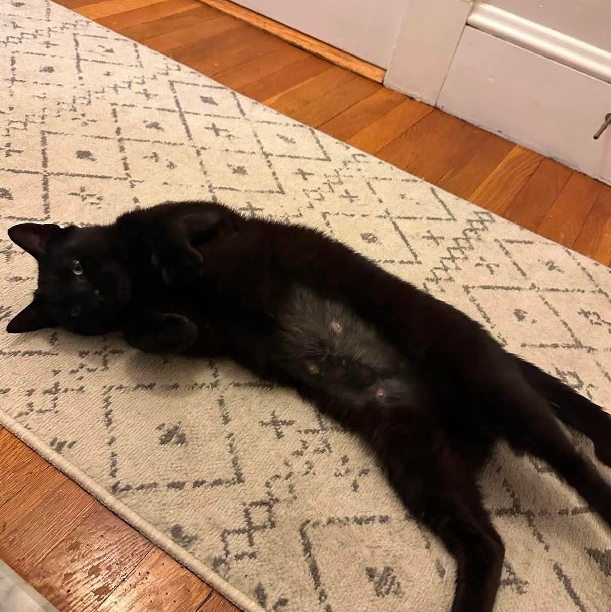 Lily, a Adoptable Domestic Short Hair in Braintree, MA image 3/5