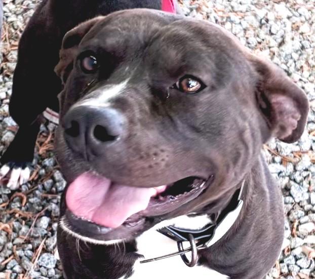 Russell is a cute, happy little boy, sweet and affectionate